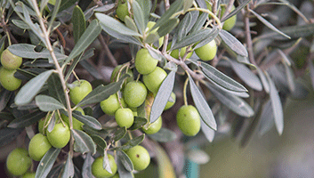 Les bienfaits de l'huile d'olive dans les Savons de Marseille