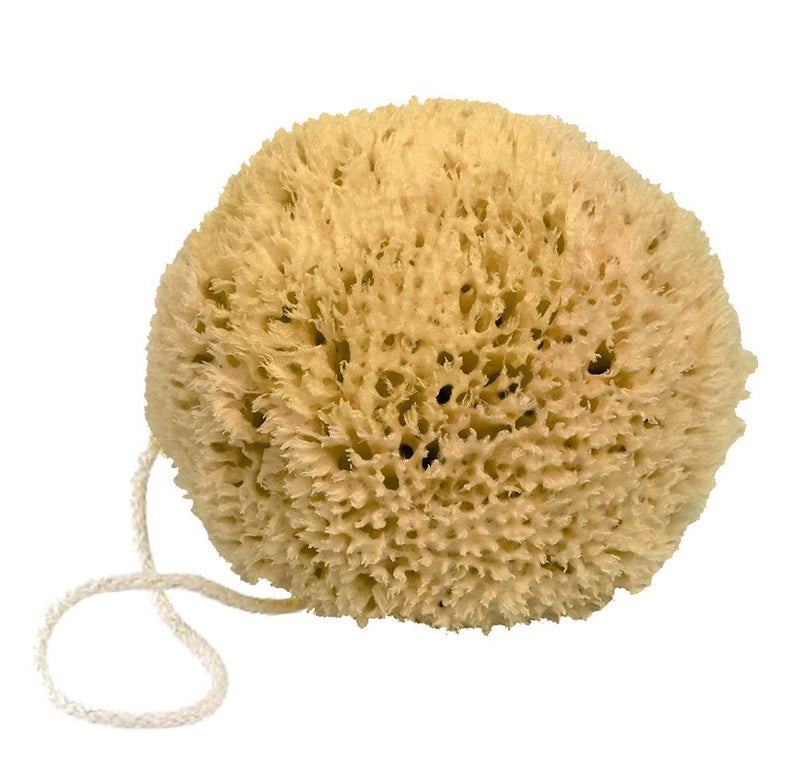 Mediterranean Natural Sponge